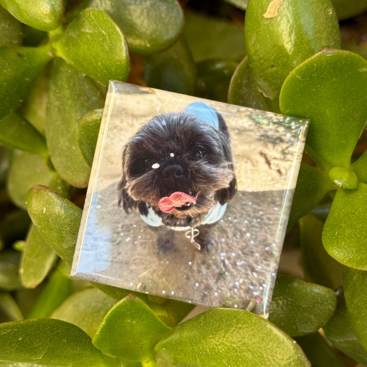 Personalized Photo Magnets